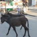 Donkeys, Jelsa summer festival